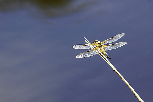 포토 JPG 해외이미지 동물 공원 꽃 야생동물 곤충 백그라운드 절지류 날개 일러스트 자연 추상 휴식 생물 사람없음 초록색 물 여름 파란색 컬러풀 맑음 검은색 봄 가을 용 벌레 잠자리 숲 묘사 질감 부드러움 내추럴 강렬 고립 동물상 취급주의 해외202004 해외포토 자연요소 식물 계절 공공시설 컬러 컨셉 무늬 날씨 경고 조형물 감각 생태계 파일형식 이미지허브