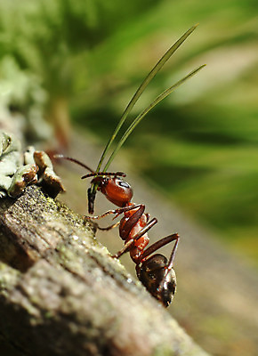 포토 JPG 해외이미지 식물 동물 곤충 백그라운드 자연 노동자 사람없음 목재 초록색 갈색 환경 검은색 작업 숲 오르기 바쁨 개미 적재 해외202004 해외포토 나무 직업 컬러 재료 모션 생태계 파일형식 이미지허브