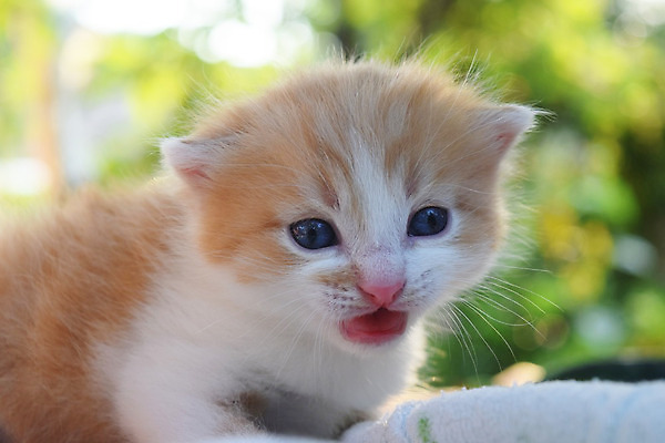 포토 JPG 해외이미지 동물 1 응시 행복 얼굴 어린이 백그라운드 장난 포유류 자연 놀이 털 잔디 사람없음 야외 빨간색 초록색 반려동물 노란색 귀여움 고양이 흰색 아기 달콤 작음 모피 얼룩무늬 솜털 기르기 돌봄 해외202004 해외포토 식물 시선 감정 컬러 컨셉 무늬 모션 사람 신체부위 맛 크기 생태계 파일형식 이미지허브