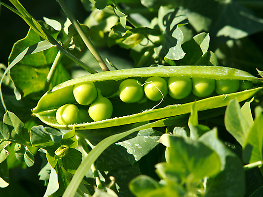 포토 JPG 해외이미지 식물 손 음식 백그라운드 밭 채소 콩 사람없음 초록색 농장 정원 저녁식사 수확 흰색 도움 원형 달콤 맛 낟알 완두콩 제비 꼬투리 땅바닥 작살 해외202004 해외포토 도형 컬러 컨셉 농업 조류 곡류 바닥 신체부위 식사 파일형식 이미지허브