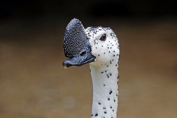 포토 JPG 해외이미지 나무 동물 여자 남자 아시아 얼굴 야생동물 백그라운드 날개 자연 조류 오리 손잡이 사람없음 야외 목재 가로 초록색 컬러풀 머리 환경 나뭇가지 막대기 닫기 숲 깃털 꼬리 부리 서식지 생태학 이국적 해외202004 해외포토 식물 교육 나라 컬러 재료 모션 사람 신체부위 생태계 파일형식 이미지허브