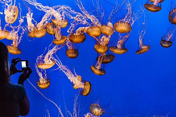 포토 JPG 해외이미지 여자 실내 한명 상반신 성인 파란색 카메라 수중 수족관 해파리 아쿠아리움 성인여자한명만 해외202004 해외포토 1 컬러 사람 내부 전자제품 자포동물 여자한명만 성인여자만 파일형식 이미지허브