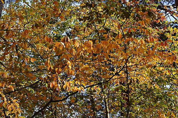 포토 JPG 해외이미지 나무 식물 계절 공원 백그라운드 단풍 잎 자연 아침 풍경 사람없음 야외 빨간색 초록색 빛 컬러풀 노란색 활발 가을 숲 해외202004 해외포토 주간 공공시설 컬러 컨셉 생태계 파일형식 이미지허브
