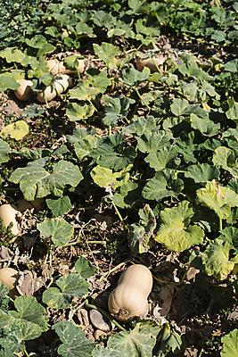 포토 JPG 해외이미지 계절 음식 줄기 백그라운드 밭 농업 채소 오렌지 부분 자연 호박 휴가 사람없음 장식 초록색 농작물 농장 할로윈 수확 가을 신선 스쿼시 10월 해외202004 해외포토 식물 산업 스포츠 컬러 과일 구기 날짜 생태계 파일형식 이미지허브