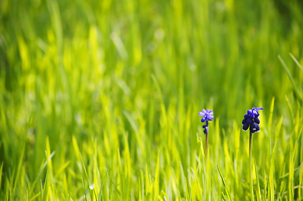 포토 JPG 해외이미지 백그라운드 자연 추상 사람없음 초록색 빛 봄 활발 신선 에코 해외202004 해외포토 계절 컬러 컨셉 무늬 환경 생태계 파일형식 이미지허브