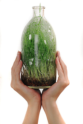 포토 JPG 해외이미지 나무 식물 손 지구 컨셉 잎 농업 손가락 자연 새로움 아이디어 건강 사람 사람없음 초록색 환경 정원 흙 봄 엄지손가락 성장 잡기 작음 심볼 시작 유기농 원예 개발 고립 돌봄 모종 해외202004 해외포토 웰빙 계절 산업 컬러 모션 취미 신체부위 크기 생태계 파일형식 이미지허브