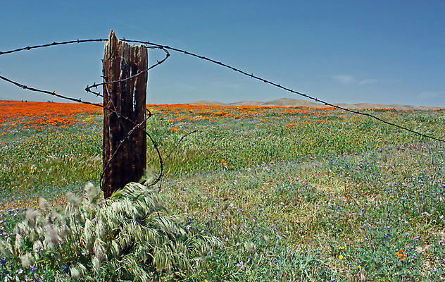 포토 JPG 해외이미지 꽃 오렌지 자연 하늘 사람없음 야외 초록색 컬러풀 노란색 계곡 봄 들꽃 4월 5월 언덕 캘리포니아 양귀비 해외202004 해외포토 식물 계절 컬러 과일 미국 날짜 생태계 파일형식 이미지허브
