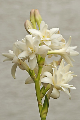 포토 JPG 해외이미지 꽃 사람없음 힘 벚꽃 흰색 개화 맛 유혹 향수 해외202004 해외포토 식물 컬러 컨셉 화장품 파일형식 이미지허브