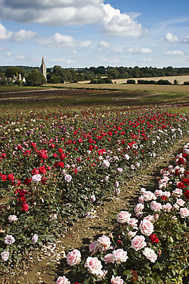 포토 JPG 해외이미지 식물 밭 잉글랜드 풍경 사람없음 컬러풀 장미 교회 놀이방 시골 원예 해외202004 해외포토 꽃 컬러 농업 종교건축 영국 취미 건물 파일형식 이미지허브