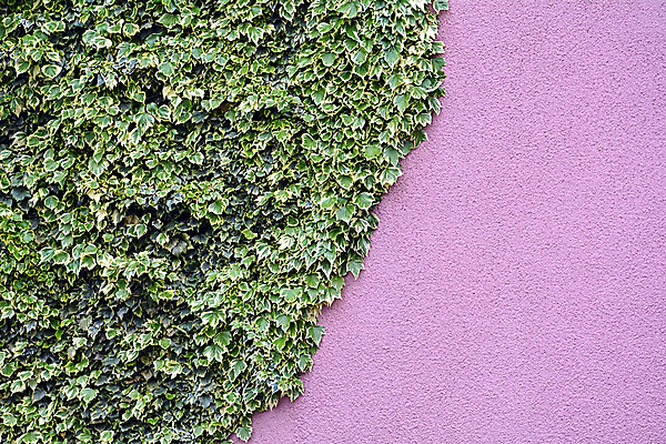 포토 JPG 해외이미지 식물 건축물 벽 분홍색 백그라운드 잎 포장 자연 사람없음 가로 초록색 성장 큼 버리기 아이비 옛날 해외202004 해외포토 건축 컬러 모션 크기 생태계 파일형식 이미지허브