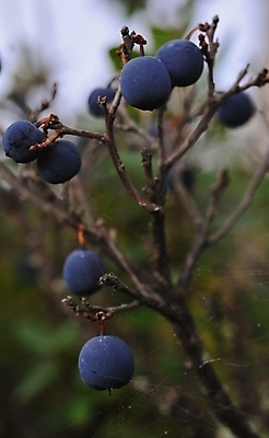 포토 JPG 해외이미지 식물 계절 열매 음식 잎 다이어트 채소 과일 자연 디저트 건강 식이요법 사람없음 목재 초록색 여름 파란색 컬러풀 신선 사발 달콤 맛 먹기 유기농 블루베리 날것 북쪽 블랙베리 내추럴 변소 숙성 채식주의자 해외202004 해외포토 나무 웰빙 컬러 컨셉 재료 모션 사기그릇 방향 생태계 채식 파일형식 이미지허브