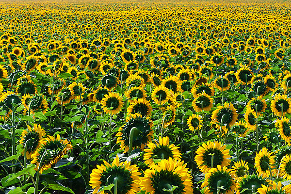 포토 JPG 해외이미지 식물 계절 꽃 백그라운드 잎 꽃무늬 밭 농업 자연 해바라기 풍경 사람없음 야외 초록색 여름 햇빛 태양 농장 노란색 맑음 활발 성장 벚꽃 시골 개화 장면 내추럴 해외202004 해외포토 자연요소 산업 컬러 컨셉 무늬 날씨 생태계 파일형식 이미지허브