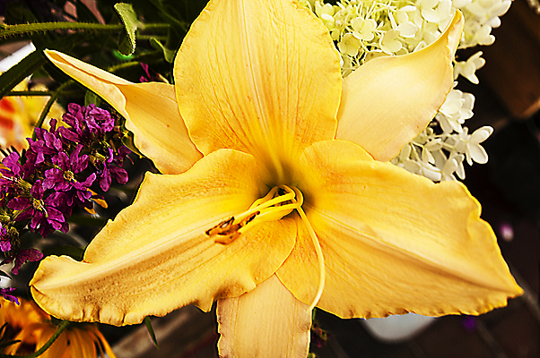 포토 JPG 해외이미지 식물 꽃잎 꽃 꽃무늬 자연 사람없음 야외 장식 초록색 컬러풀 노란색 정원 봄 묘사 내추럴 해외202004 해외포토 계절 컬러 무늬 생태계 파일형식 이미지허브