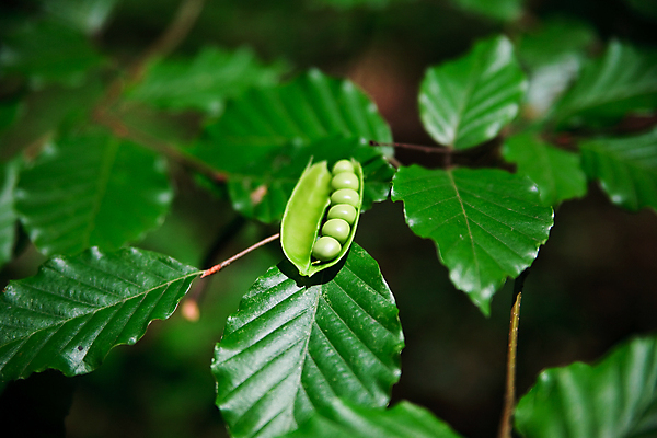 포토 JPG 해외이미지 음식 백그라운드 패턴 곡선 채소 씨앗 사람없음 초록색 농작물 숫자 정원 젖음 수확 껍질 신선 원형 그룹 시장 닫기 작음 수집 오브젝트 상쾌 유기농 완두콩 날것 국산 꼬투리 숙성 줄서기 채식주의자 통일 해외202004 해외포토 도형 식물 문자 웰빙 감정 선 컬러 무늬 농업 모션 콩 크기 채식 파일형식 이미지허브