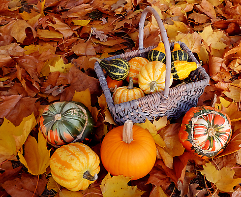 포토 JPG 해외이미지 잎 채소 오렌지 자연 호박 사람없음 초록색 노란색 바구니 가을 시골 오브젝트 박 추수감사절 스쿼시 플라타너스 해외202004 해외포토 나무 식물 계절 기독교 스포츠 컬러 과일 구기 생태계 파일형식 이미지허브