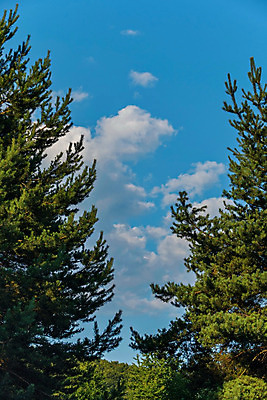 포토 JPG 해외이미지 나무 식물 구름 백그라운드 자연 하늘 풍경 사람없음 야외 목재 초록색 여름 파란색 환경 맑음 시골 소나무 숲 언덕 휴양지 침엽수 땅바닥 무한 가문비나무 수평선 해외202004 해외포토 자연요소 계절 컬러 재료 날씨 바닥 장소 생태계 파일형식 이미지허브