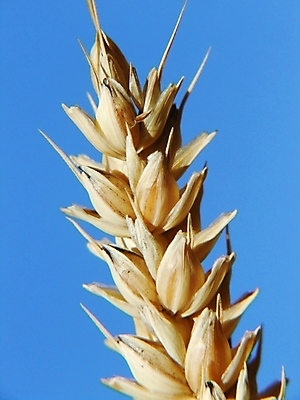 포토 JPG 해외이미지 사람없음 황금 해외202004 해외포토 파일형식 이미지허브