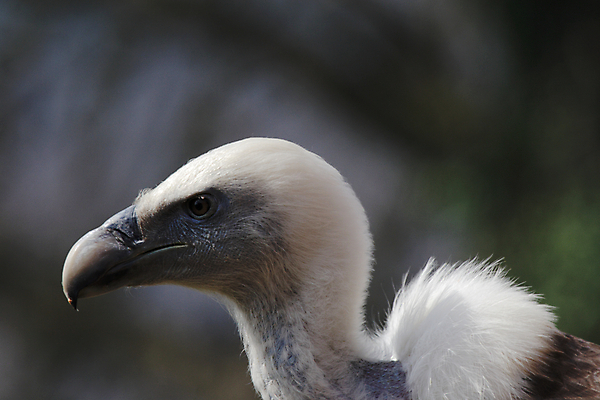 포토 JPG 해외이미지 동물 야생동물 자연 조류 사람없음 머리 회색 흰색 깃털 부리 계산서 힘찬 해외202004 해외포토 컬러 컨셉 신체부위 생태계 파일형식 이미지허브