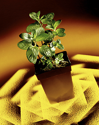 포토 JPG 해외이미지 식물 컨셉 아이디어 사람없음 성장 모종 해외202004 해외포토 파일형식 이미지허브