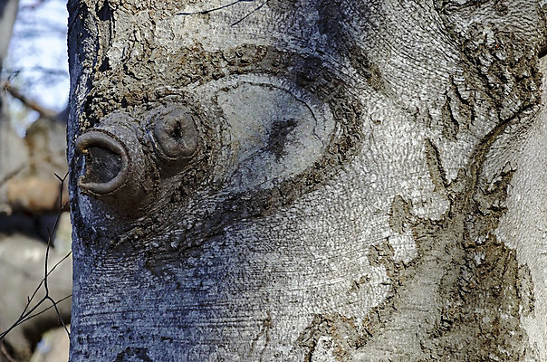 포토 JPG 해외이미지 모양 나무 자연 사람없음 숫자 회색 숲 그림 서식 나무껍질 불가리아 해외202004 해외포토 식물 문자 컬러 껍질 생태계 파일형식 남유럽 이미지허브