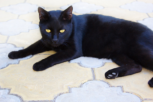 포토 JPG 해외이미지 동물 포유류 사람없음 반려동물 검은색 고양이 해외202004 해외포토 컬러 파일형식 이미지허브