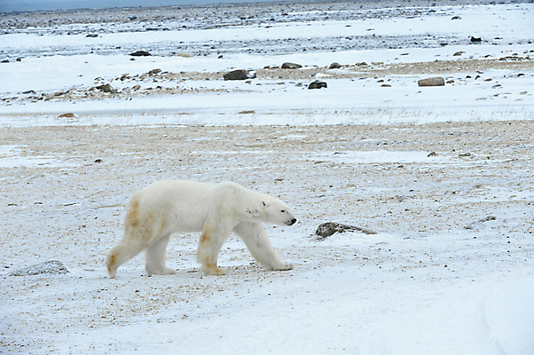 포토 JPG 해외이미지 동물 야생동물 여행 백그라운드 캐나다 겨울 곰 포유류 포옹 발 자연 털 사람없음 글로벌 얼음 힘 산책 추위 흰색 변화 위험 큼 북극 사냥 러시아 육식동물 봉 사냥꾼 북쪽 멸종 서식지 공격적 해외202004 해외포토 자연요소 직업 계절 유럽 컬러 컨셉 북아메리카 안기 휴식 신체부위 크기 극지방 방향 생태계 파일형식 이미지허브