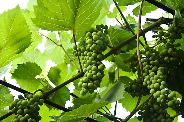 포토 JPG 해외이미지 식물 계절 산업 음식 백그라운드 잎 밭 농업 과일 자연 포도 날씨 추상 건강 사람없음 야외 초록색 여름 컬러풀 태양 농장 평화 일출 환경 와인 정원 계곡 봄 성장 가을 나뭇가지 신선 먹기 유기농 포도밭 포도나무 내추럴 양조장 해외202004 해외포토 자연요소 나무 웰빙 컬러 컨셉 무늬 모션 주류 노을 과일나무 생태계 파일형식 이미지허브