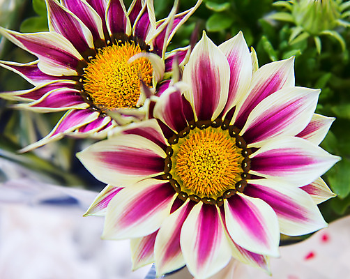 포토 JPG 해외이미지 식물 꽃 분홍색 오렌지 자연 국화 사람없음 초록색 컬러풀 노란색 보라색 줄무늬 벚꽃 흰색 데이지 해외202004 해외포토 컬러 무늬 과일 생태계 파일형식 이미지허브