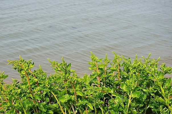 포토 JPG 해외이미지 식물 바다 백그라운드 자연 불꽃 영국 잉글랜드 풍경 사람없음 초록색 물 여름 파란색 강 해외202004 해외포토 자연요소 계절 유럽 컬러 불 생태계 파일형식 이미지허브