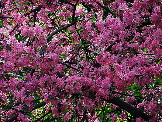 포토 JPG 해외이미지 나무 식물 계절 꽃 분홍색 자연 사람없음 봄 벚꽃 나뭇가지 많음 해외202004 해외포토 컬러 컨셉 생태계 파일형식 이미지허브