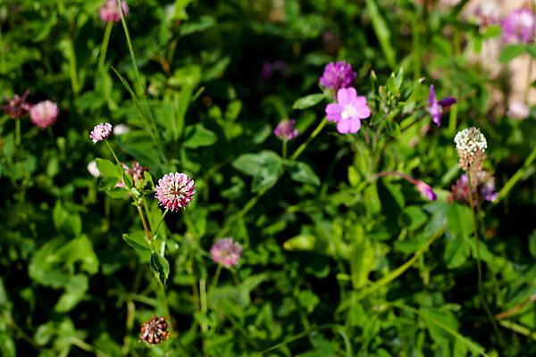 포토 JPG 해외이미지 식물 꽃 자연 사람없음 야외 가로 초록색 보라색 들꽃 벚꽃 개화 클로버 작음 제비꽃 떠남 해외202004 해외포토 컬러 모션 크기 생태계 파일형식 이미지허브