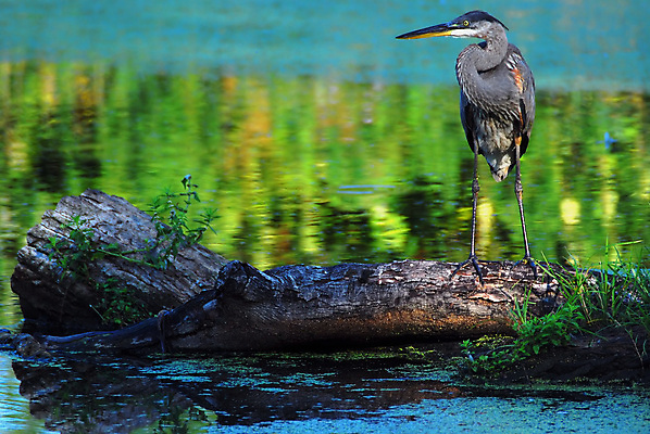 포토 JPG 해외이미지 동물 야생동물 자연 조류 사람없음 연못 왜가리 통나무 동물상 해외202004 해외포토 나무 조형물 생태계 파일형식 이미지허브