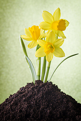 포토 JPG 해외이미지 꽃잎 꽃 꽃무늬 자연 부활절 사람없음 노란색 봄 성장 벚꽃 수선화 해외202004 해외포토 식물 계절 기념일 컬러 무늬 생태계 파일형식 이미지허브