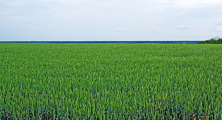 포토 JPG 해외이미지 식물 구름 계절 백그라운드 꽃무늬 밭 농업 자연 하늘 풍경 잔디 사람없음 야외 초록색 여름 파란색 컬러풀 태양 농장 환경 봄 자유 성장 시골 신선 낟알 땅 밀 장면 천국 솜털 내추럴 외양간 밭일 평야 호밀 수평선 해외202004 해외포토 자연요소 꽃 산업 컬러 컨셉 무늬 곡류 생태계 파일형식 이미지허브