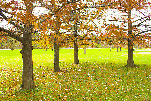 포토 JPG 해외이미지 나무 계절 잎 오렌지 자연 하늘 휴식 따뜻함 사람없음 빨간색 빛 노란색 정원 가을 흰색 해외202004 해외포토 식물 컬러 컨셉 과일 생태계 파일형식 이미지허브