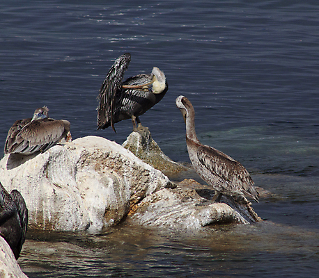 포토 JPG 해외이미지 동물 얼굴 야생동물 바다 날개 자연 조류 사람없음 물 컬러풀 갈색 환경 큼 펠리컨 깃털 부리 캘리포니아 계산서 동물상 해외202004 해외포토 자연요소 컬러 신체부위 조형물 미국 크기 생태계 파일형식 이미지허브