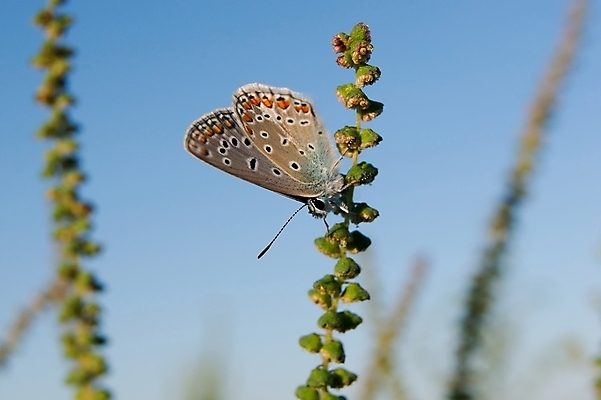 포토 JPG 해외이미지 식물 동물 계절 남자 야생동물 나비 곤충 날개 자연 사람없음 초록색 여름 파란색 햇빛 환경 봄 소프트포커스 작음 묘사 생물학 생태학 해외202004 해외포토 교육 컬러 촬영기법 사람 태양 크기 생태계 파일형식 이미지허브