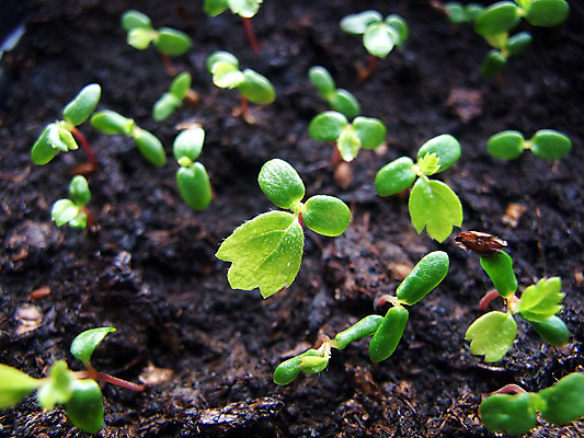 포토 JPG 해외이미지 잎 새로움 사람없음 초록색 새싹 모종 해외202004 해외포토 식물 컬러 컨셉 파일형식 이미지허브