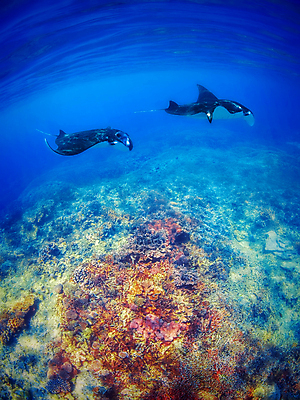 포토 JPG 해외이미지 동물 아시아 야생동물 바다 섬 여행 백그라운드 날개 자연 표면 어류 풍경 사람없음 물 파란색 햇빛 검은색 바닷속 수중 수영 광선 스노클링 산호 큼 먹기 다이빙 인도네시아 암초 거인 내추럴 수유 필터 해외202004 해외포토 자연요소 나라 컬러 모션 태양 수중동물 수상스포츠 자포동물 크기 생태계 수중스포츠 파일형식 이미지허브