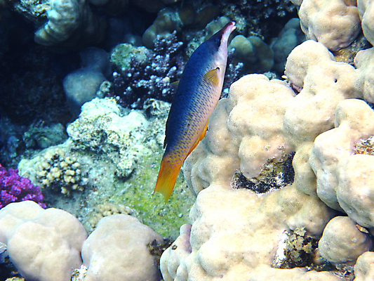 포토 JPG 해외이미지 동물 야생동물 바다 아프리카 자연 휴가 휴식 바닥 이집트 어류 사람없음 물 수중 수영 스노클링 산호 다이빙 암초 발견 깊이 동물상 이국적 해외202004 해외포토 자연요소 나라 컨셉 조형물 수중동물 수상스포츠 자포동물 생태계 수중스포츠 파일형식 이미지허브