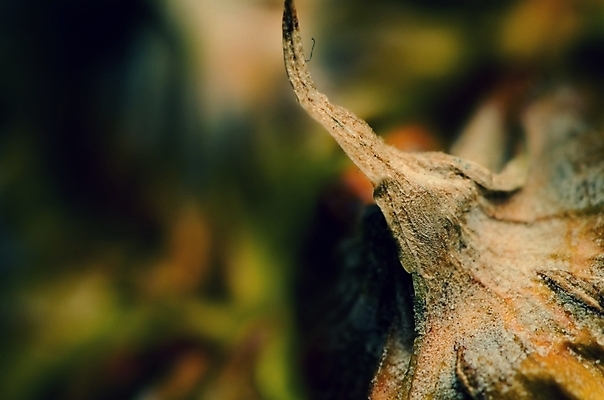 포토 JPG 해외이미지 식물 문화 음식 백그라운드 패턴 다이어트 오렌지 과일 자연 표면 디저트 귤 건강 사람없음 초록색 노란색 주스 껍질 신선 소나무 달콤 맛 먹기 피부 묘사 파인애플 오브젝트 상쾌 유기농 질감 날것 내추럴 숙성 이국적 해외202004 해외포토 나무 웰빙 감정 음료 컬러 컨셉 무늬 모션 신체부위 열대과일 생태계 파일형식 이미지허브