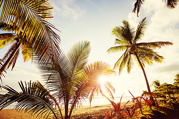포토 JPG 해외이미지 나무 실루엣 모래 파도 바다 섬 여행 백그라운드 자연 휴가 휴식 열대 손바닥 풍경 사람없음 야외 물 여름 모래사장 여행객 일몰 놀람 수확 휴양지 양산 장면 감탄 블러 이국적 특별함 파라다이스 환상 카피스페이스 해외202004 해외포토 자연요소 식물 손 계절 감정 컨셉 농업 촬영기법 표정 사람 노을 공백 장소 생태계 파일형식 이미지허브