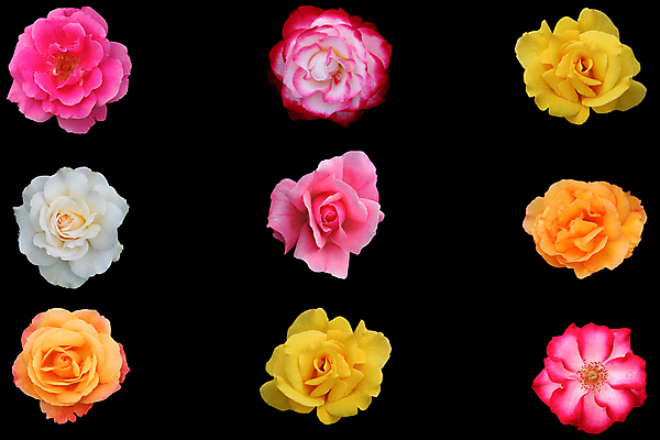 포토 JPG 해외이미지 꽃잎 꽃 분홍색 오렌지 사람없음 빨간색 컬러풀 장미 노란색 벚꽃 흰색 그룹 향기 향 고립 많음 해외202004 해외포토 식물 컬러 컨셉 과일 냄새 파일형식 이미지허브