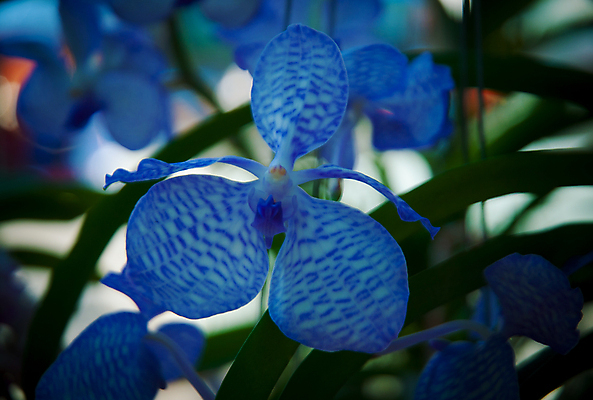 포토 JPG 해외이미지 식물 계절 꽃잎 꽃 꽃다발 백그라운드 꽃무늬 자연 선물 사람없음 장식 초록색 머리 정원 스파 화목 봄 활발 개화 난초 고급 우아함 맛 냄새 아로마 향 단아함 해외202004 해외포토 컬러 컨셉 무늬 신체부위 생태계 파일형식 이미지허브