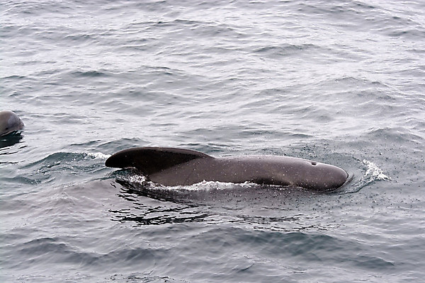 포토 JPG 해외이미지 동물 바다 포유류 자연 노르웨이 어류 사람없음 수영 회색 파일럿 고래 대서양 해외202004 해외포토 직업 유럽 컬러 수중동물 수상스포츠 생태계 파일형식 이미지허브