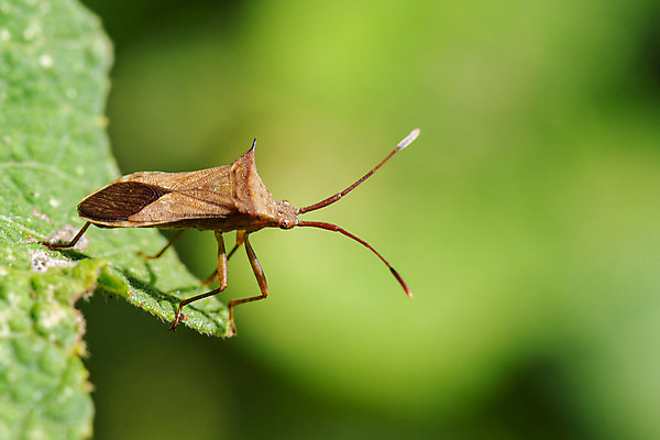 포토 JPG 해외이미지 식물 동물 1 야생동물 곤충 백그라운드 잎 자연 생물 안테나 종류 서기 사람없음 초록색 갈색 닫기 해충 벌레 숲 작음 생물학 슛 방패 악취 말레이시아 내추럴 동물상 해외202004 해외포토 교육 아시아 컬러 통신 모션 조형물 크기 생태계 냄새 파일형식 이미지허브
