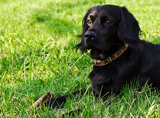 포토 JPG 해외이미지 동물 영어 응시 얼굴 밭 털 사람없음 야외 초록색 반려동물 갈색 머리 맑음 검은색 봄 스패니얼 아기 개 달콤 강아지 위치 송곳니 거짓말 기르기 유래 해외202004 해외포토 문자 시선 계절 컬러 농업 포유류 날씨 사람 신체부위 맛 치아 돌봄 파일형식 이미지허브