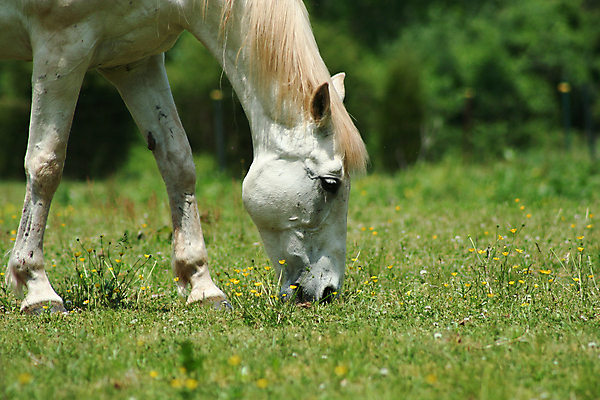 포토 JPG 해외이미지 동물 한마리 밭 포유류 자연 풍경 사람없음 야외 초록색 여름 울타리 햇빛 태양 농장 갈색 머리 검은색 목장 회색 흰색 농촌 시골 승차 조랑말 내추럴 굴레 해외202004 해외포토 자연요소 1 계절 컬러 농업 모션 신체부위 담장 말_동물 생태계 파일형식 이미지허브