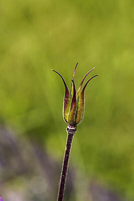 포토 JPG 해외이미지 나무 식물 계절 줄기 백그라운드 잎 패턴 자연 새로움 건강 씨앗 사람없음 세로 초록색 새싹 환경 정원 봄 성장 발사 묘사 원예 질감 내추럴 해외202004 해외포토 컬러 컨셉 무늬 취미 생태계 파일형식 이미지허브