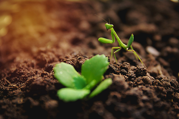 포토 JPG 해외이미지 나무 식물 동물 1 응시 여자 꽃 얼굴 야생동물 곤충 잎 자연 생물 사람 사람없음 야외 초록색 여름 새싹 정원 흙 봄 성장 흰색 기도 닫기 벌레 오브젝트 생물학 정사각형 사냥꾼 내추럴 심기 해외202004 해외포토 도형 직업 시선 계절 교육 컬러 모션 신체부위 생태계 파일형식 이미지허브